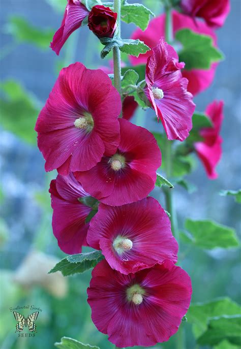 Mars Magic Hollyhocks: A Delicate Beauty Worth Protecting